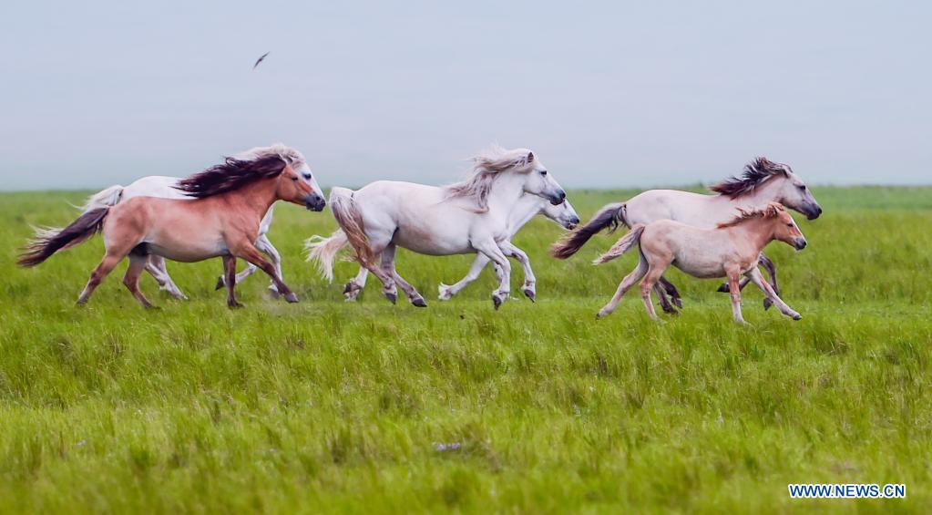 Xilingol Horses - Breathtaking view of the galloping horses on Xilingol grassland in north China`s Inner Mongolia
